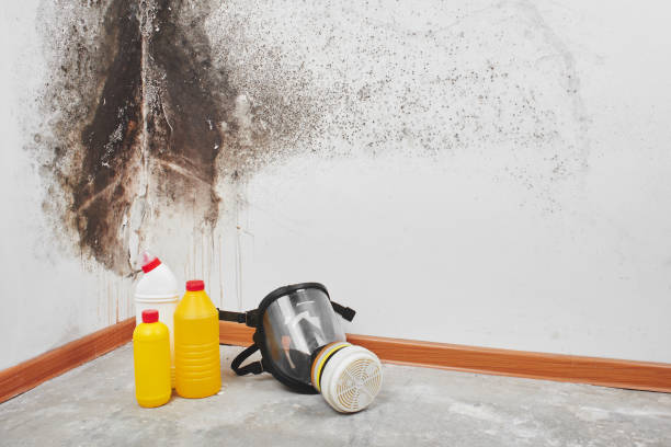 Best Health and Safety Mold Remediation in Mapleton, UT