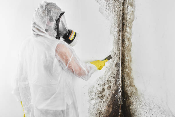 Best Residential Mold Remediation in Mapleton, UT