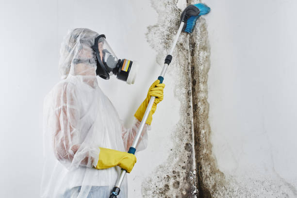 Best Mold Remediation for Schools in Mapleton, UT