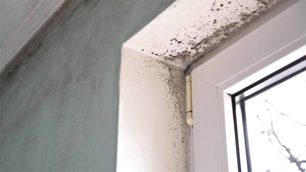 Best Insurance-Related Mold Remediation in Mapleton, UT