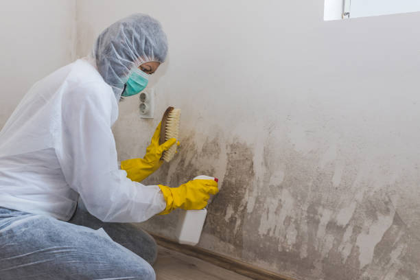 Best Residential Mold Remediation in Mapleton, UT