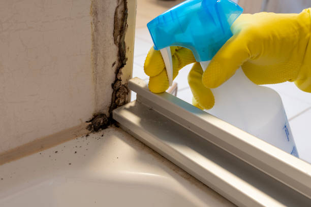 Best Industrial Mold Remediation in Mapleton, UT