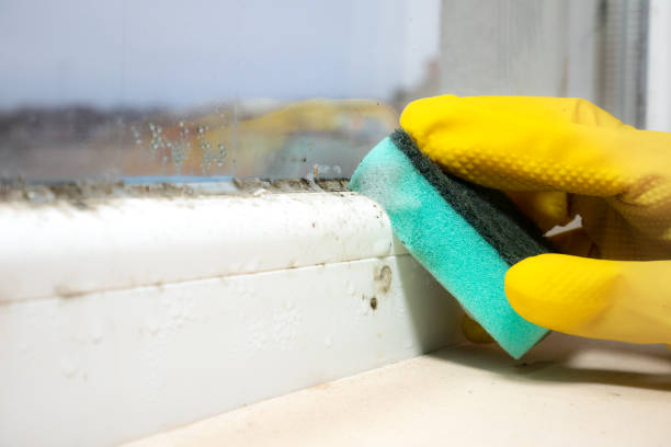 Best DIY Mold Remediation Support Services in Mapleton, UT